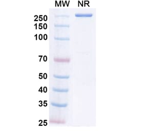 SDS-PAGE - Crebankitug Biosimilar - Anti-CD127 Antibody - BSA and Azide free (A340713) - Antibodies.com