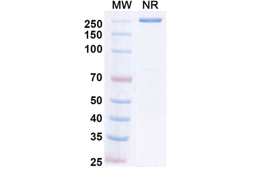 SDS-PAGE - Crebankitug Biosimilar - Anti-CD127 Antibody - BSA and Azide free (A340713) - Antibodies.com