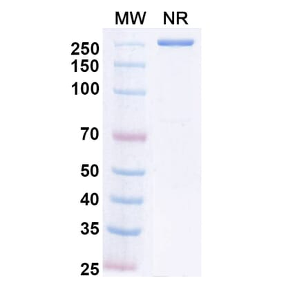 SDS-PAGE - Crebankitug Biosimilar - Anti-CD127 Antibody - BSA and Azide free (A340713) - Antibodies.com