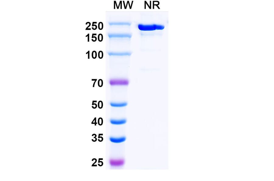 SDS-PAGE - Crebankitug Biosimilar - Anti-CD127 Antibody - BSA and Azide free (A340713) - Antibodies.com