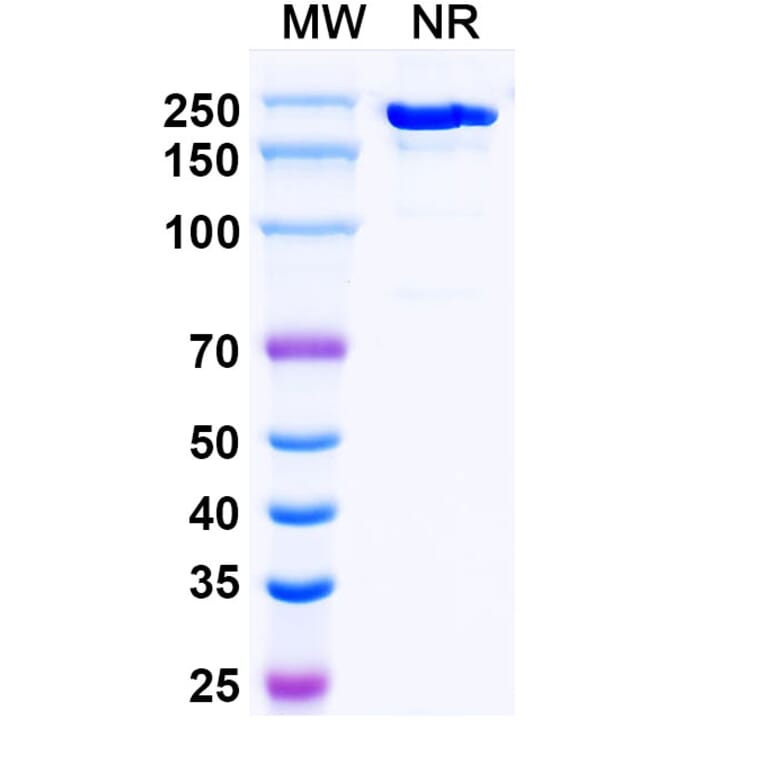 SDS-PAGE - Crebankitug Biosimilar - Anti-CD127 Antibody - BSA and Azide free (A340713) - Antibodies.com