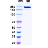 SDS-PAGE - Crebankitug Biosimilar - Anti-CD127 Antibody - BSA and Azide free (A340713) - Antibodies.com