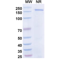 SDS-PAGE - Dibotatug Biosimilar - Anti-CD94 Antibody - BSA and Azide free (A340716) - Antibodies.com