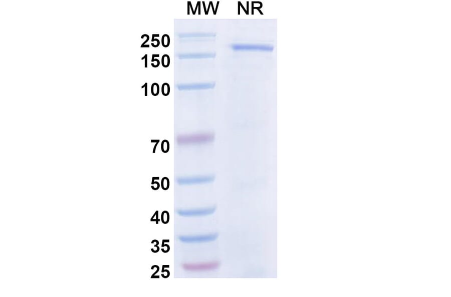 SDS-PAGE - Dibotatug Biosimilar - Anti-CD94 Antibody - BSA and Azide free (A340716) - Antibodies.com