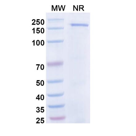 SDS-PAGE - Dibotatug Biosimilar - Anti-CD94 Antibody - BSA and Azide free (A340716) - Antibodies.com