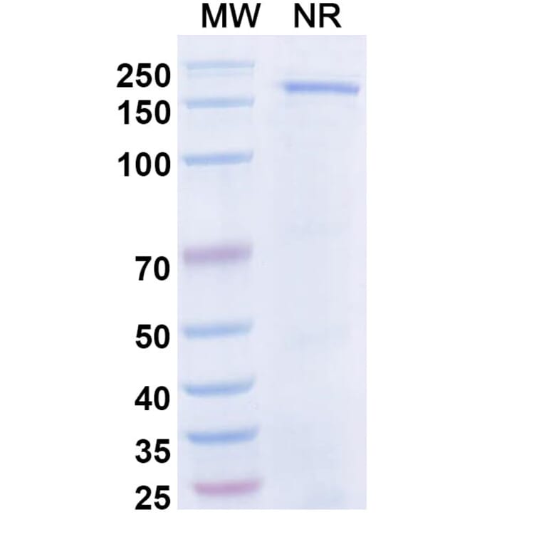 SDS-PAGE - Dibotatug Biosimilar - Anti-CD94 Antibody - BSA and Azide free (A340716) - Antibodies.com