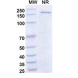 SDS-PAGE - Dibotatug Biosimilar - Anti-CD94 Antibody - BSA and Azide free (A340716) - Antibodies.com