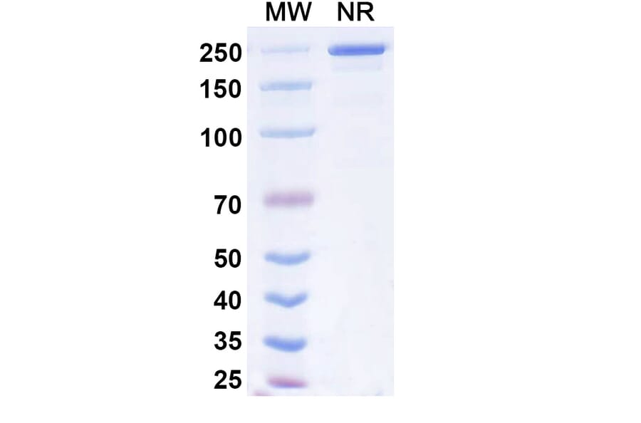 SDS-PAGE - Dibotatug Biosimilar - Anti-CD94 Antibody - BSA and Azide free (A340716) - Antibodies.com