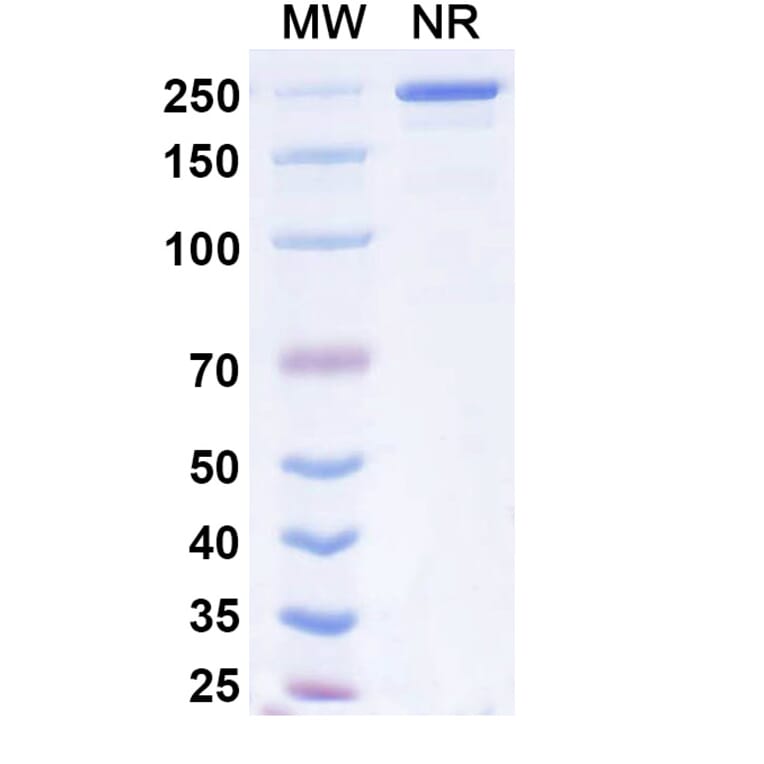 SDS-PAGE - Dibotatug Biosimilar - Anti-CD94 Antibody - BSA and Azide free (A340716) - Antibodies.com