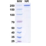 SDS-PAGE - Dibotatug Biosimilar - Anti-CD94 Antibody - BSA and Azide free (A340716) - Antibodies.com