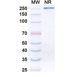 SDS-PAGE - Donitabart Biosimilar - Anti-Ganglioside GD2 Antibody - BSA and Azide free (A340717) - Antibodies.com