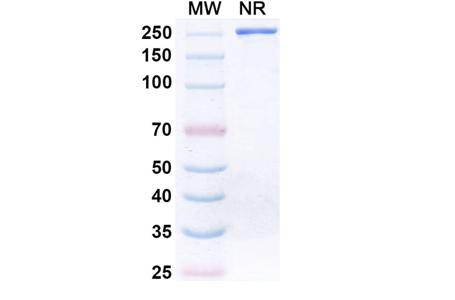 SDS-PAGE - Donitabart Biosimilar - Anti-Ganglioside GD2 Antibody - BSA and Azide free (A340717) - Antibodies.com