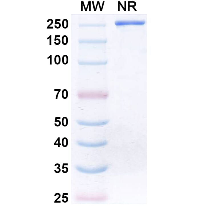 SDS-PAGE - Donitabart Biosimilar - Anti-Ganglioside GD2 Antibody - BSA and Azide free (A340717) - Antibodies.com