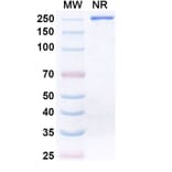 SDS-PAGE - Donitabart Biosimilar - Anti-Ganglioside GD2 Antibody - BSA and Azide free (A340717) - Antibodies.com
