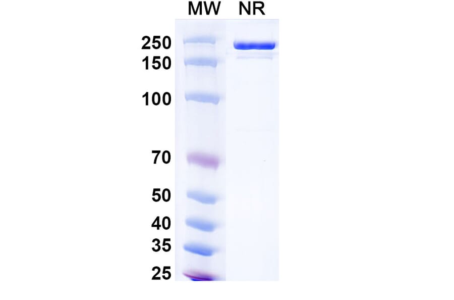 SDS-PAGE - Donitabart Biosimilar - Anti-Ganglioside GD2 Antibody - BSA and Azide free (A340717) - Antibodies.com