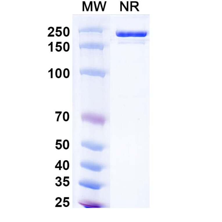SDS-PAGE - Donitabart Biosimilar - Anti-Ganglioside GD2 Antibody - BSA and Azide free (A340717) - Antibodies.com