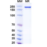 SDS-PAGE - Donitabart Biosimilar - Anti-Ganglioside GD2 Antibody - BSA and Azide free (A340717) - Antibodies.com