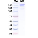 SDS-PAGE - Ebrasodebart Biosimilar - Anti-TMEM219 Antibody - BSA and Azide free (A340718) - Antibodies.com