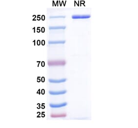 SDS-PAGE - Emiltatug Biosimilar - Anti-B7-H4 Antibody - BSA and Azide free (A340719) - Antibodies.com