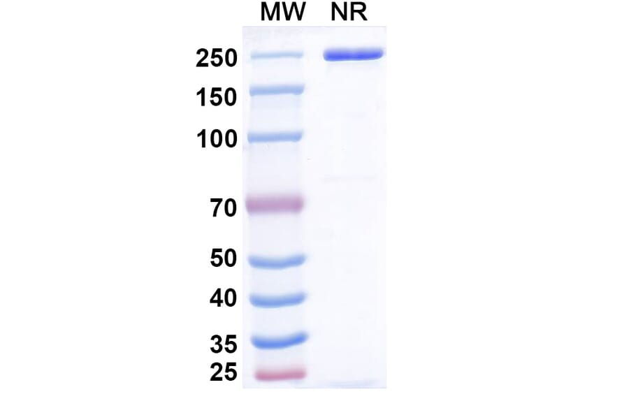 SDS-PAGE - Emiltatug Biosimilar - Anti-B7-H4 Antibody - BSA and Azide free (A340719) - Antibodies.com