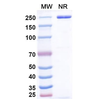 SDS-PAGE - Emiltatug Biosimilar - Anti-B7-H4 Antibody - BSA and Azide free (A340719) - Antibodies.com