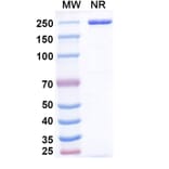 SDS-PAGE - Emiltatug Biosimilar - Anti-B7-H4 Antibody - BSA and Azide free (A340719) - Antibodies.com