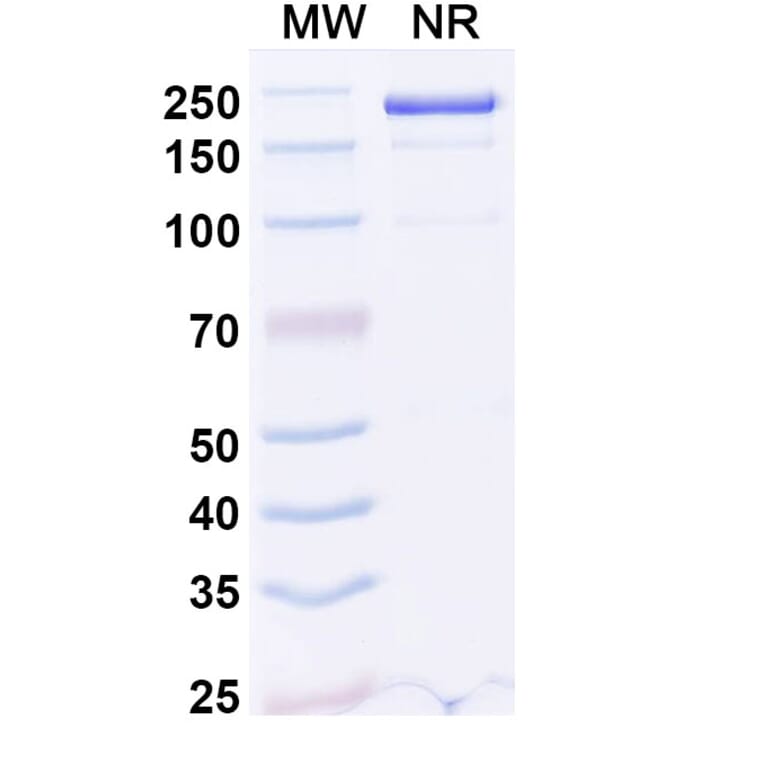SDS-PAGE - Emiltatug Biosimilar - Anti-B7-H4 Antibody - BSA and Azide free (A340719) - Antibodies.com