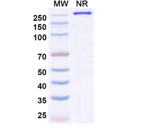 SDS-PAGE - Gimistotug Biosimilar - Anti-CD134 Antibody - BSA and Azide free (A340723) - Antibodies.com
