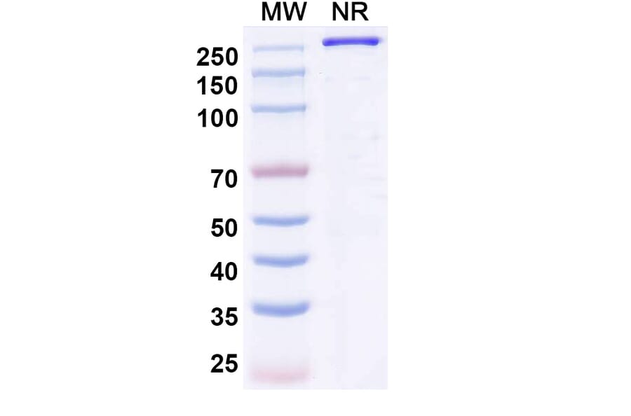 SDS-PAGE - Gimistotug Biosimilar - Anti-CD134 Antibody - BSA and Azide free (A340723) - Antibodies.com