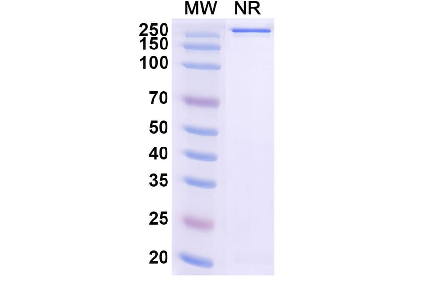SDS-PAGE - Gimistotug Biosimilar - Anti-CD134 Antibody - BSA and Azide free (A340723) - Antibodies.com