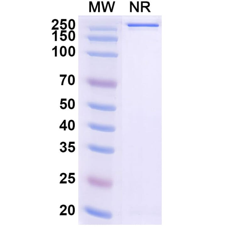 SDS-PAGE - Gimistotug Biosimilar - Anti-CD134 Antibody - BSA and Azide free (A340723) - Antibodies.com