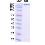SDS-PAGE - Gimistotug Biosimilar - Anti-CD134 Antibody - BSA and Azide free (A340723) - Antibodies.com