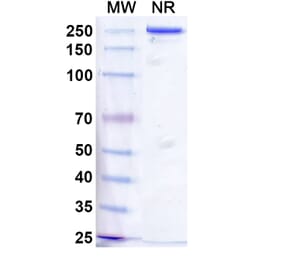 SDS-PAGE - Vixticibart Biosimilar - Anti-NPR1 Antibody - BSA and Azide free (A340724) - Antibodies.com