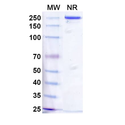 SDS-PAGE - Vixticibart Biosimilar - Anti-NPR1 Antibody - BSA and Azide free (A340724) - Antibodies.com