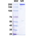 SDS-PAGE - Vixticibart Biosimilar - Anti-NPR1 Antibody - BSA and Azide free (A340724) - Antibodies.com