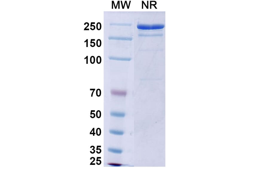 SDS-PAGE - Vixticibart Biosimilar - Anti-NPR1 Antibody - BSA and Azide free (A340724) - Antibodies.com