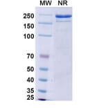 SDS-PAGE - Vixticibart Biosimilar - Anti-NPR1 Antibody - BSA and Azide free (A340724) - Antibodies.com