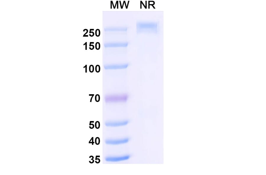 SDS-PAGE - Libevitug Biosimilar - Anti-HBsAg Antibody - BSA and Azide free (A340726) - Antibodies.com