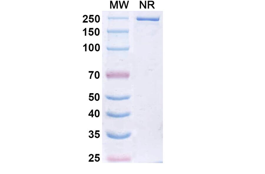 SDS-PAGE - Libevitug Biosimilar - Anti-HBsAg Antibody - BSA and Azide free (A340726) - Antibodies.com