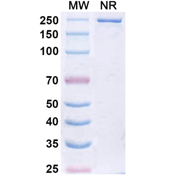 SDS-PAGE - Libevitug Biosimilar - Anti-HBsAg Antibody - BSA and Azide free (A340726) - Antibodies.com