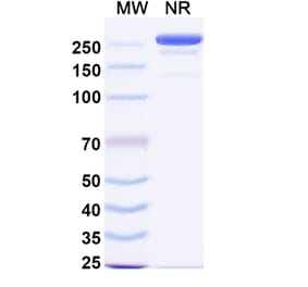 SDS-PAGE - Linclatamig Biosimilar - Anti-CD3 epsilon Antibody - BSA and Azide free (A340727) - Antibodies.com