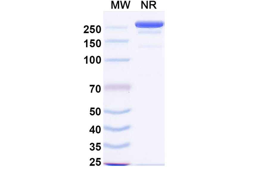 SDS-PAGE - Linclatamig Biosimilar - Anti-CD3 epsilon Antibody - BSA and Azide free (A340727) - Antibodies.com