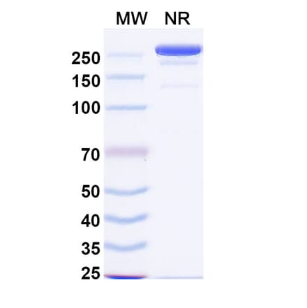 SDS-PAGE - Linclatamig Biosimilar - Anti-CD3 epsilon Antibody - BSA and Azide free (A340727) - Antibodies.com