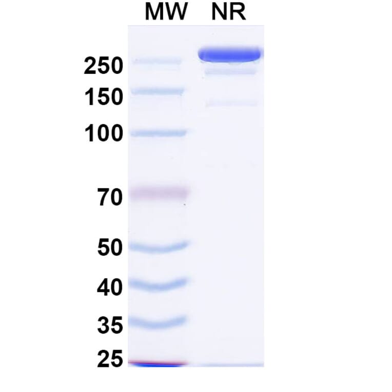 SDS-PAGE - Linclatamig Biosimilar - Anti-CD3 epsilon Antibody - BSA and Azide free (A340727) - Antibodies.com