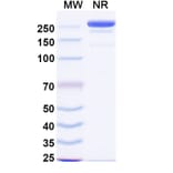 SDS-PAGE - Linclatamig Biosimilar - Anti-CD3 epsilon Antibody - BSA and Azide free (A340727) - Antibodies.com
