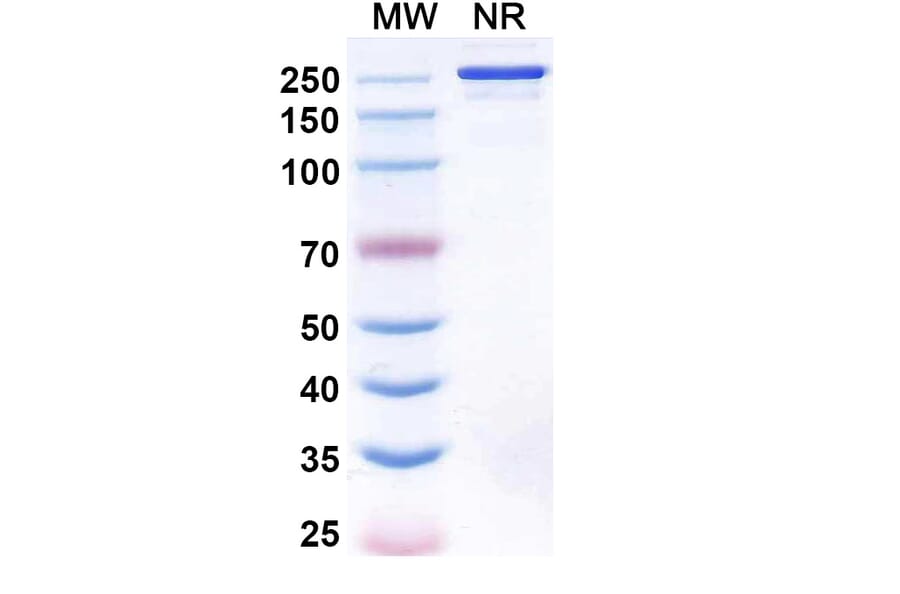 SDS-PAGE - Linclatamig Biosimilar - Anti-CD3 epsilon Antibody - BSA and Azide free (A340727) - Antibodies.com