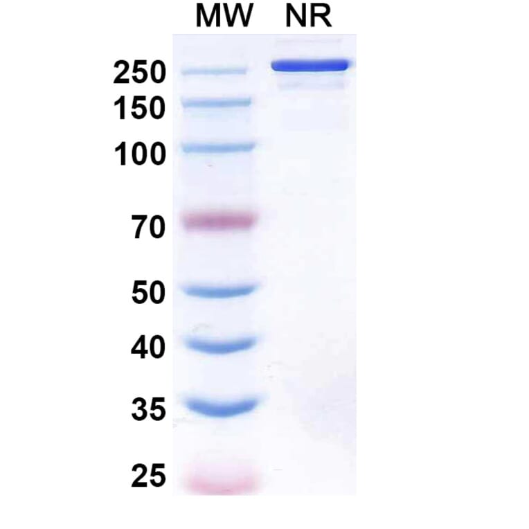 SDS-PAGE - Linclatamig Biosimilar - Anti-CD3 epsilon Antibody - BSA and Azide free (A340727) - Antibodies.com