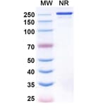 SDS-PAGE - Linclatamig Biosimilar - Anti-CD3 epsilon Antibody - BSA and Azide free (A340727) - Antibodies.com