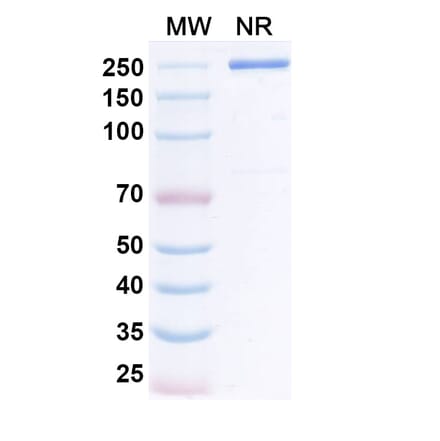 SDS-PAGE - Lumistobart Biosimilar - Anti-SIRP alpha Antibody - BSA and Azide free (A340728) - Antibodies.com