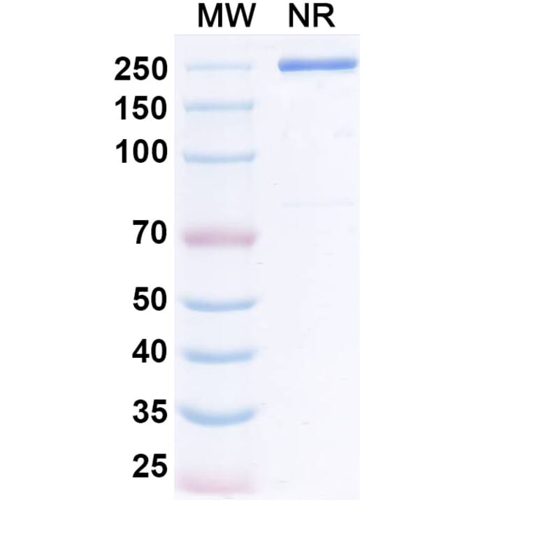 SDS-PAGE - Lumistobart Biosimilar - Anti-SIRP alpha Antibody - BSA and Azide free (A340728) - Antibodies.com